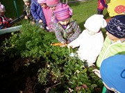 Sklízíme úrodu na školní zahrádce